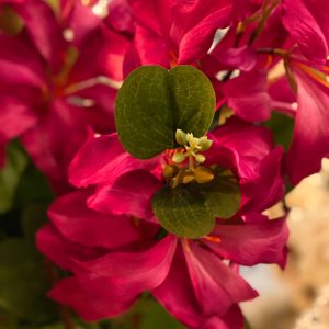 Vill sjasmin ( gardenia ) rosa 2