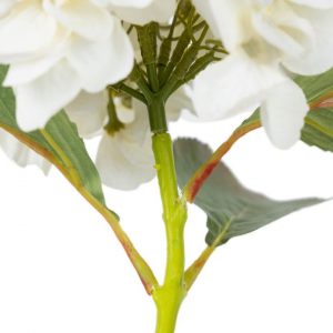 Hortensia hvit 3