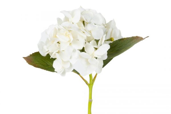 Hortensia hvit 6